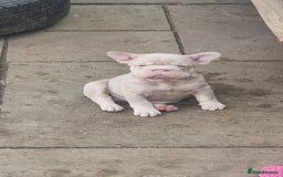 French Bulldog dogs for sale: Adorable pink and fluffy french bulldogs puppies  - Image 13