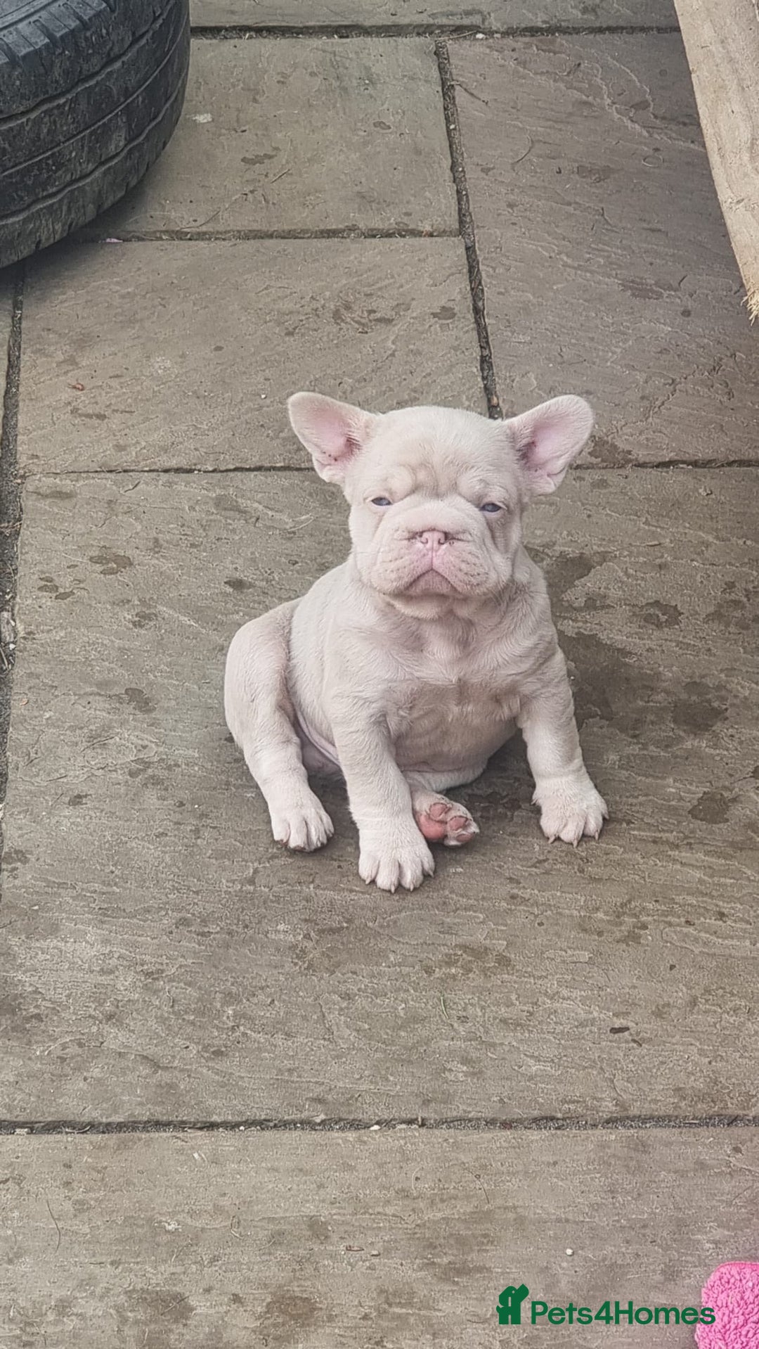 French Bulldog dogs for sale: Adorable pink and fluffy french bulldogs puppies  - Image 13