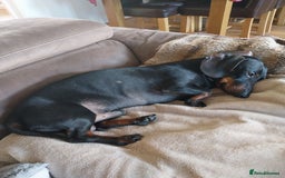 Dachshund dogs for stud: Dachshund as stud for first time! - Advert 2