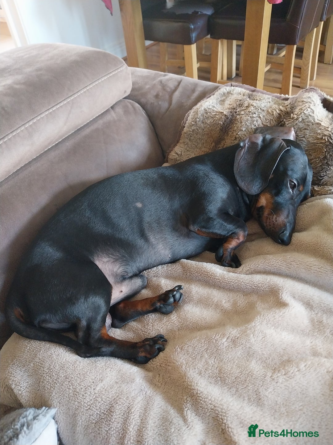 Dachshund dogs for stud: Dachshund as stud for first time! - Advert 2