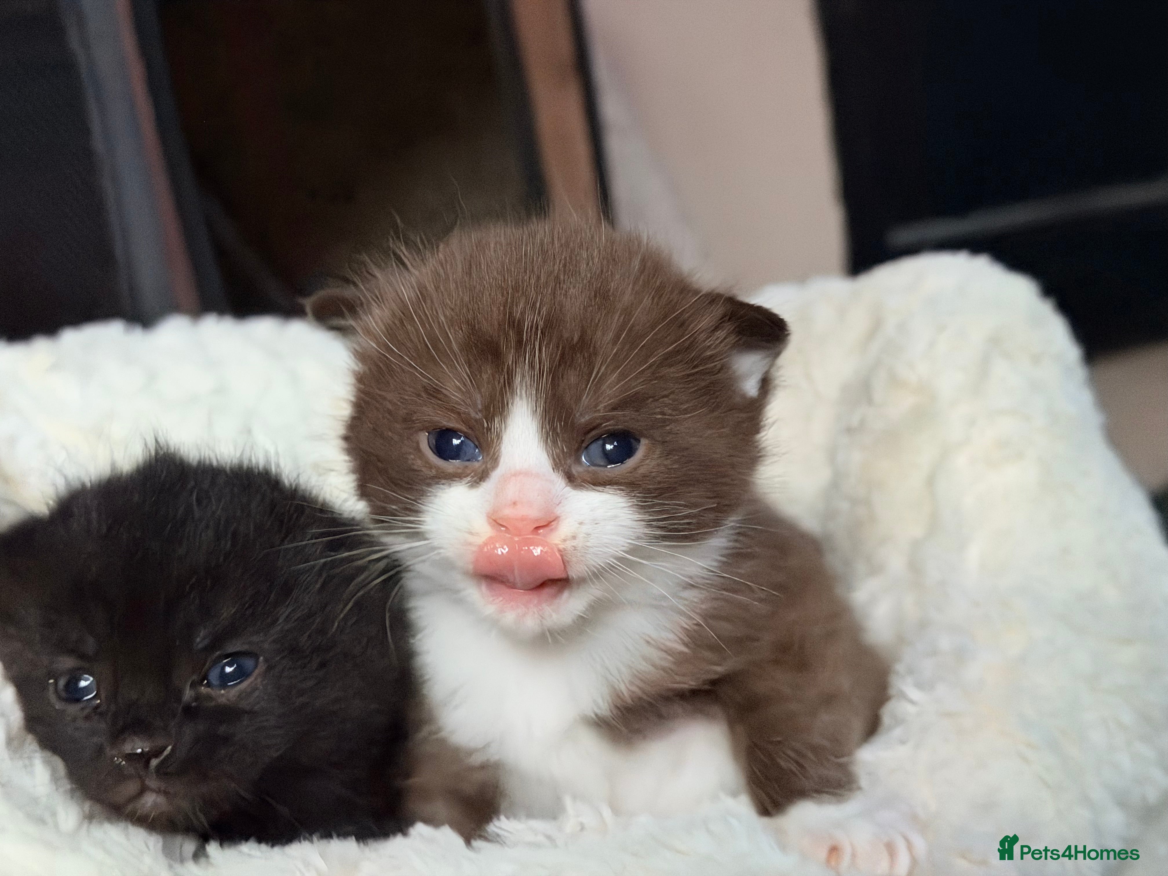 Scottish Fold cats Scottish Fold kittens  - Advert 3