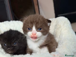 Scottish Fold cats Scottish Fold kittens - Advert 6