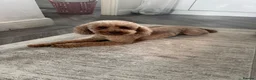 Toy Poodle dogs for sale: Toy puddle  - Advert 3