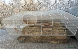Gerbil rodents for sale: Gerbil - Image 2