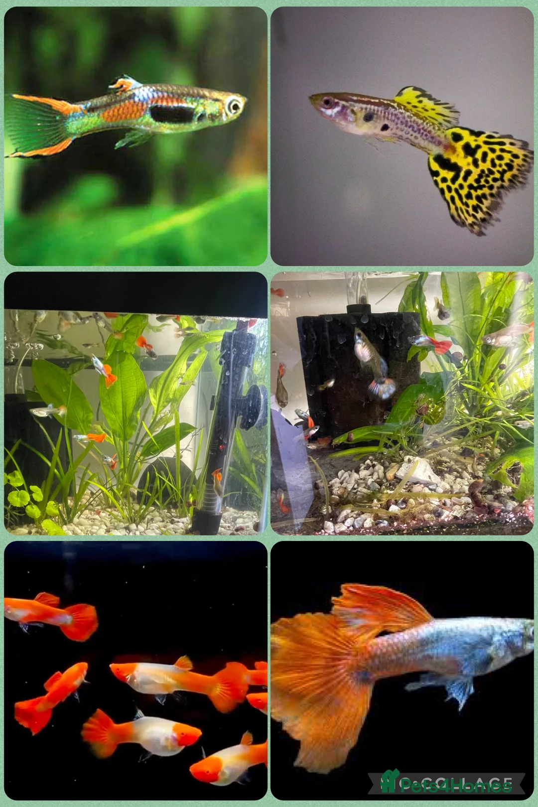 Live Bearers fish for sale: Guppies / cichlid / shrimps/ snails  - Advert 1