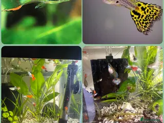 Live Bearers fish Guppies / cichlid / shrimps/ snails - Advert 12