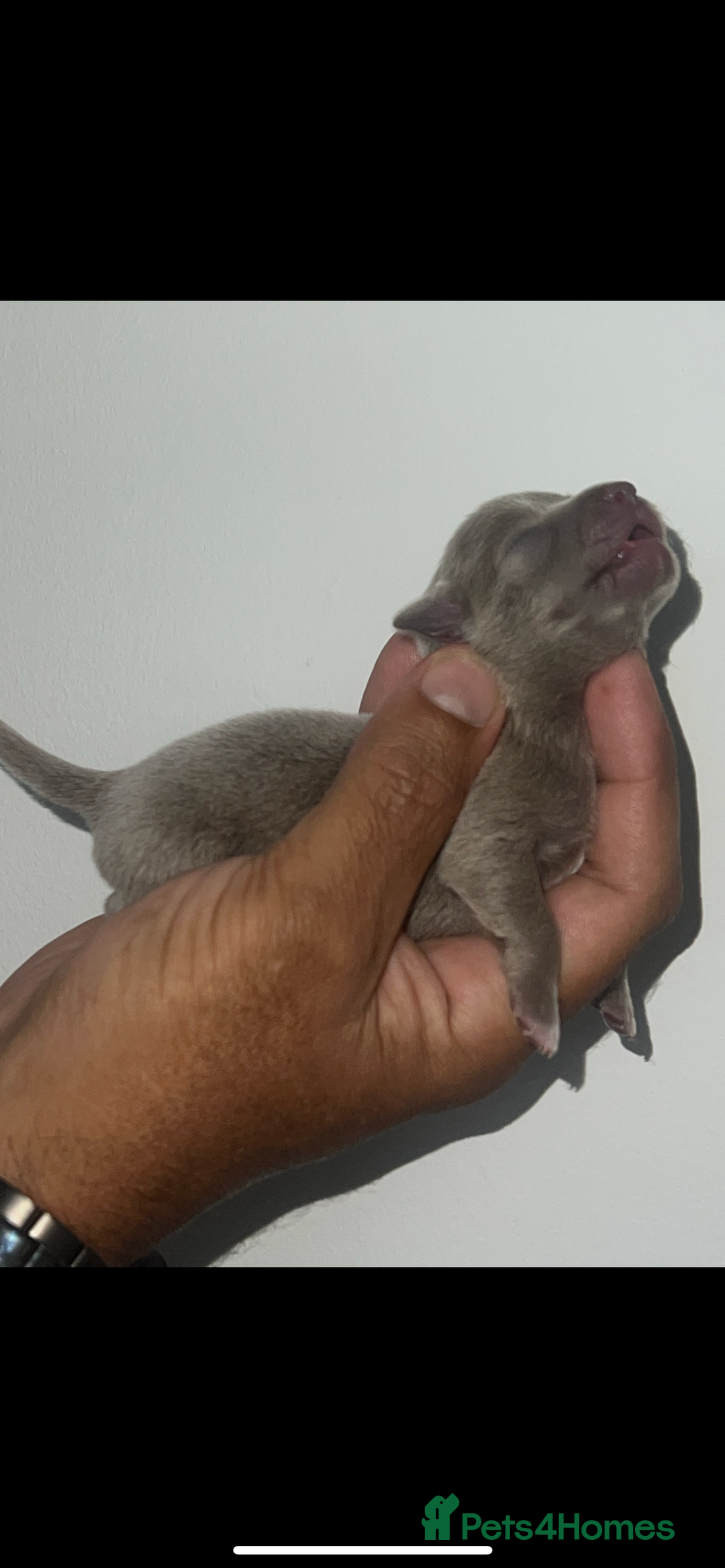 Chihuahua dogs for sale: Chihuahua puppy’s blue and lilicas  - Image 11