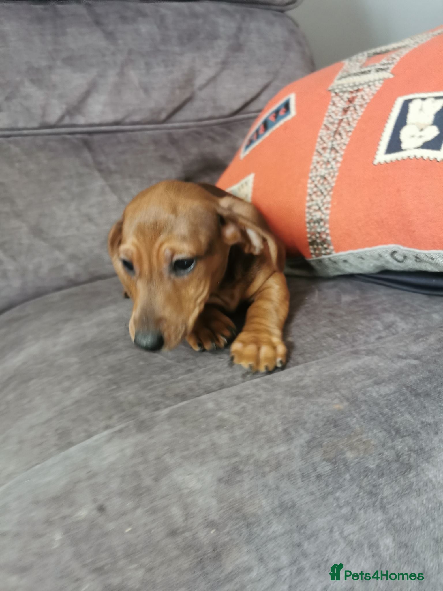 Dachshund dogs Beautiful Unusual Playful Dachshound pups  - Advert 2