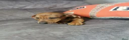 Dachshund dogs for sale: Beautiful Unusual Playful Dachshound pups  - Advert 8