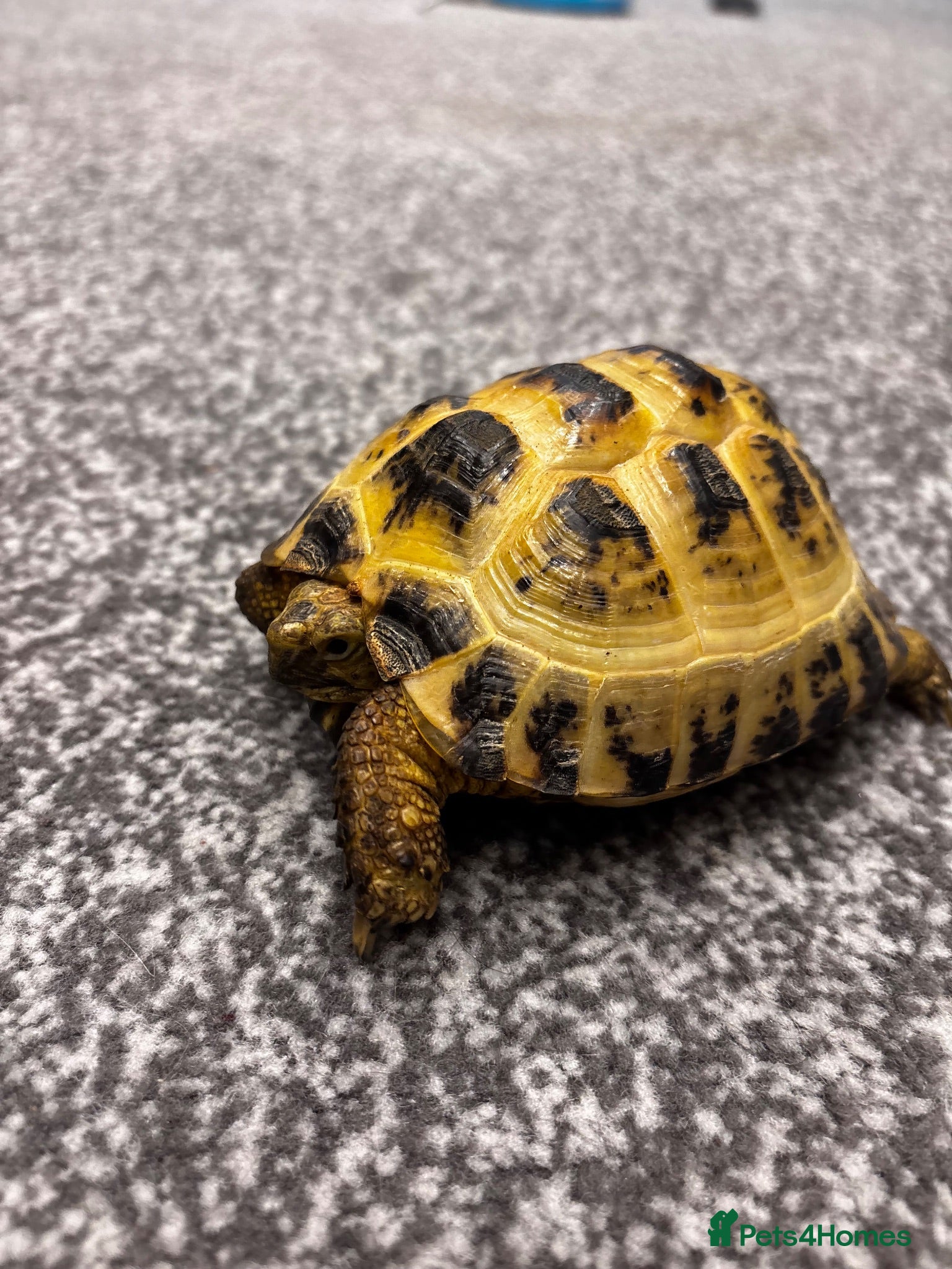 Tortoise reptiles Horsefield tortoise and full setup  - Advert 1