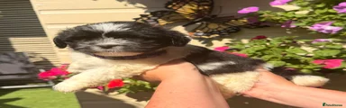 Lhasa Apso 4