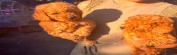 Cavapoo dogs for sale: F1b Deep Red curly coat toy Cavapoo pups 🐾 - Advert 4