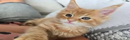 Maine Coon cats for sale: Red Tabby Maine Coons  - Advert 11