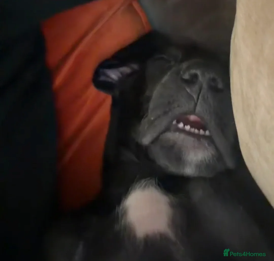 Great Dane dogs for sale: Great dane female - Advert 2