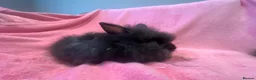 Lionhead rabbits for sale: Mini double maned lionheads  - Advert 12