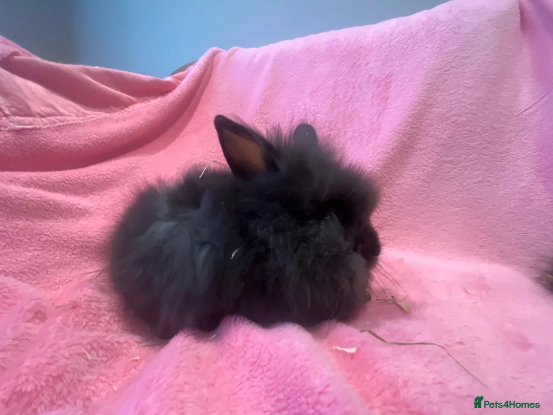 Lionhead rabbits for sale: Mini double maned lionheads  - Advert 12