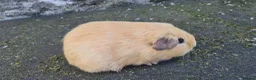 Guinea Pig rodents for sale: Male guinea pig - Advert 6