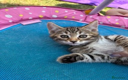 Bengal cats for sale: Beautiful litter of spotted Bengal kittens - Ready - Image 1