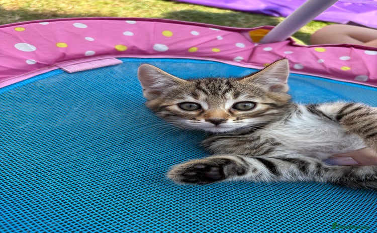 Bengal cats - Advert 12