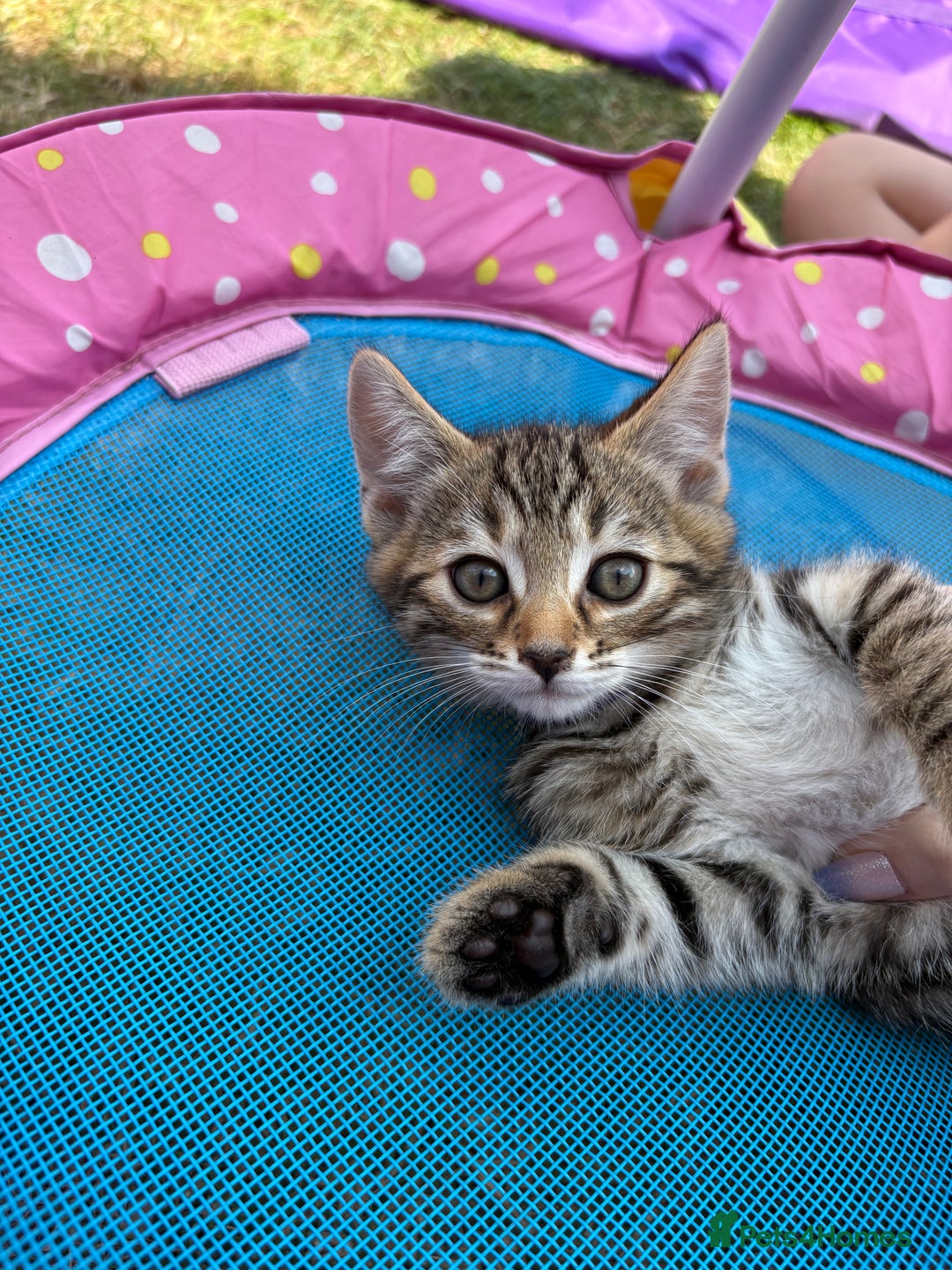 Bengal cats for sale: Beautiful litter of spotted Bengal kittens - Ready - Image 1