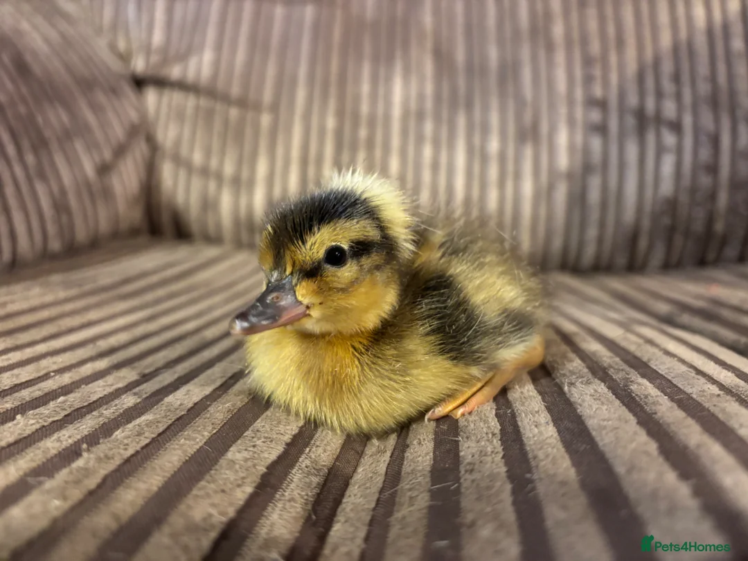 Ducks poultry for sale: Crested Miniature Appleyard Ducklings in Market Rasen - Advert 2