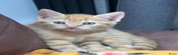 Mixed Breed cats for sale: Kittens  - Advert 7