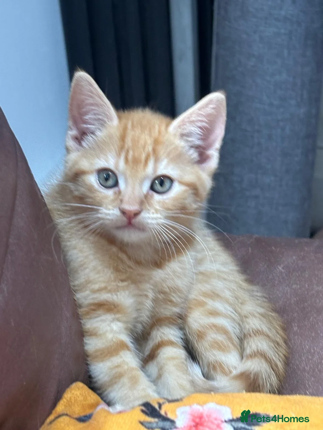 Mixed Breed cats for sale: Kittens  - Advert 7