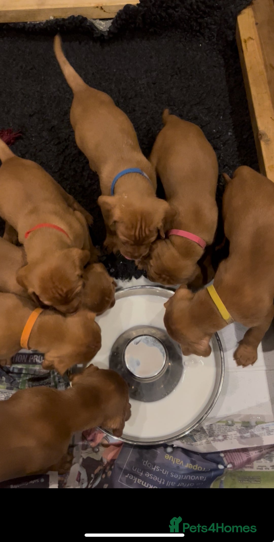 Hungarian Vizsla dogs for sale: Hookside x Skyrocket - Advert 2