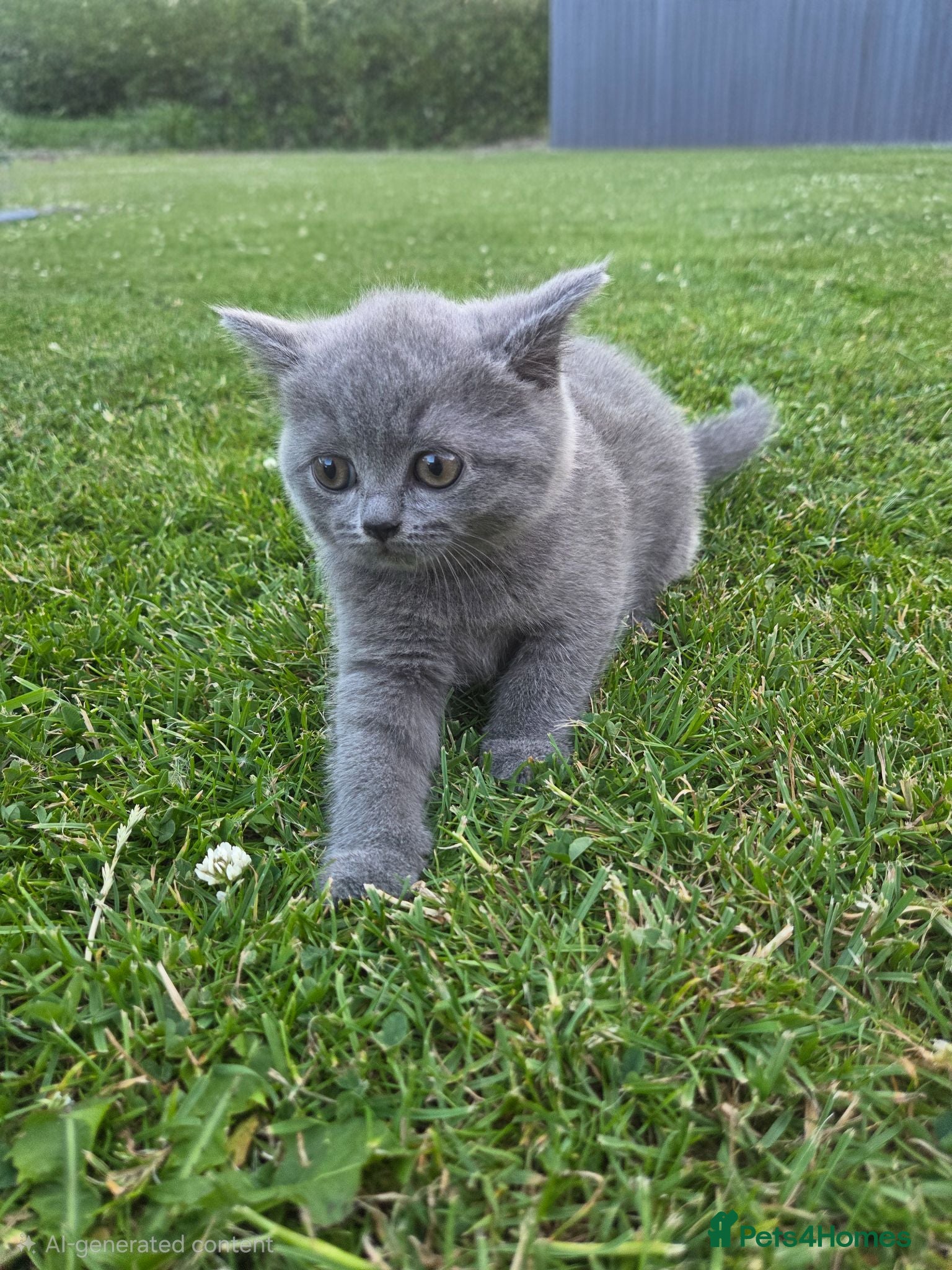 British Shorthair cats Beautiful British Shorthair kittens - Advert 2