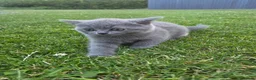 British Shorthair cats for sale: Beautiful British Shorthair kittens - Advert 2