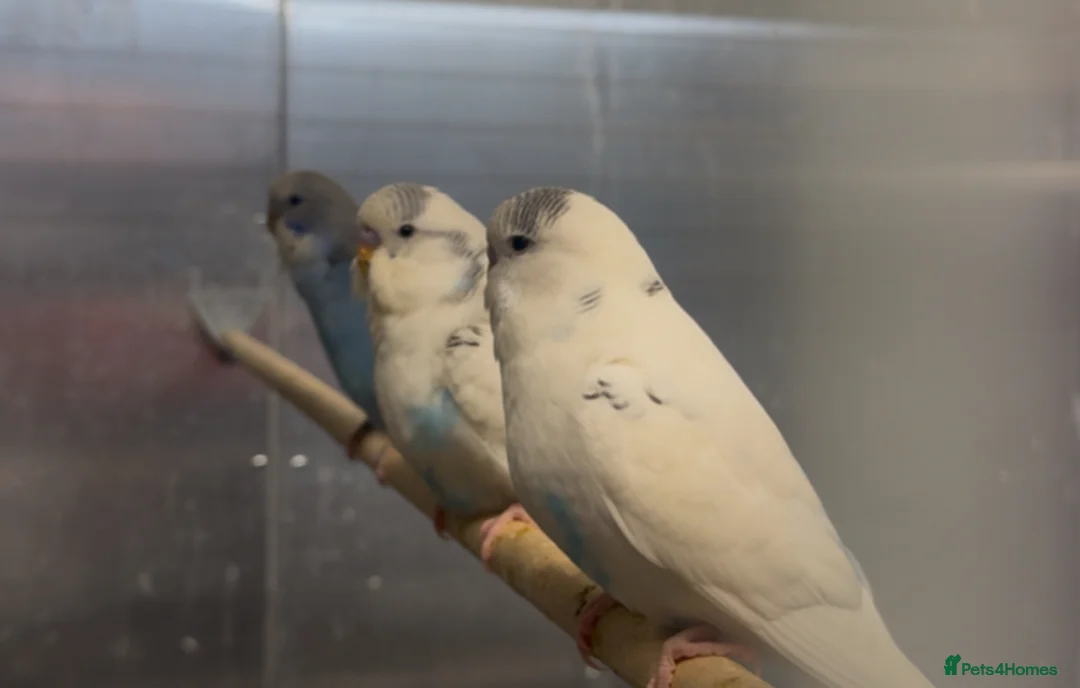 Budgerigars birds for sale: Budgies for sale  - Advert 2