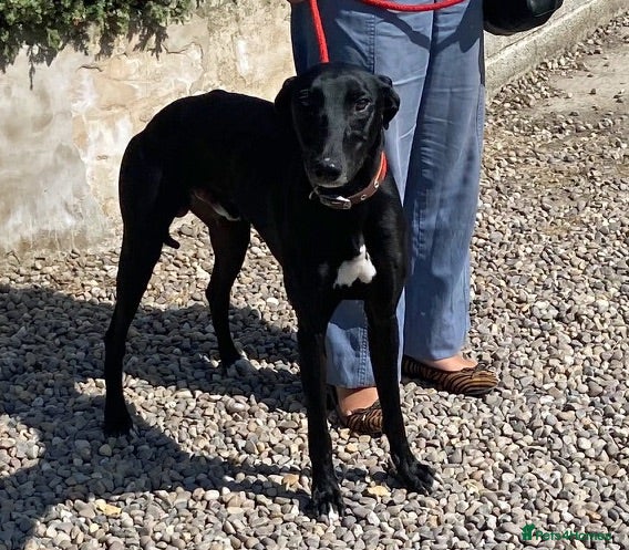 Lurcher dogs Adorable young Jerry wants a loving forever home - Advert 1