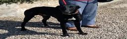Lurcher dogs for adoption: Adorable young Jerry wants a loving forever home - Advert 1