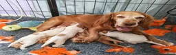 Cocker Spaniel dogs for sale: Beautiful Cocker spaniel puppies  in Driffield - Advert 17