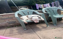 Staffordshire Bull Terrier dogs for sale: 9 month old puppy  - Image 8