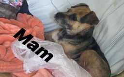 Border Terrier dogs for sale: Border Terrier puppies  - Advert 1