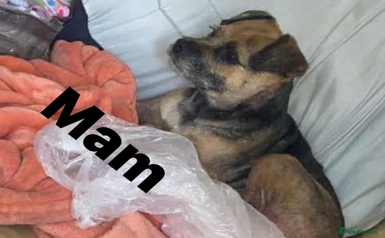 Border Terrier dogs Border Terrier puppies  - Advert 7