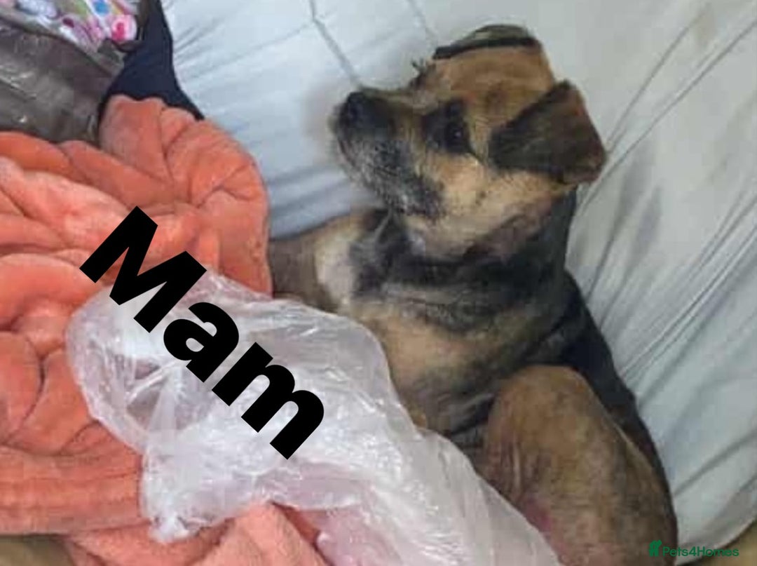 Border Terrier dogs for sale: Border Terrier puppies  - Advert 1