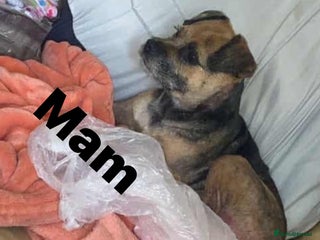 Border Terrier dogs Border Terrier puppies - Advert 1