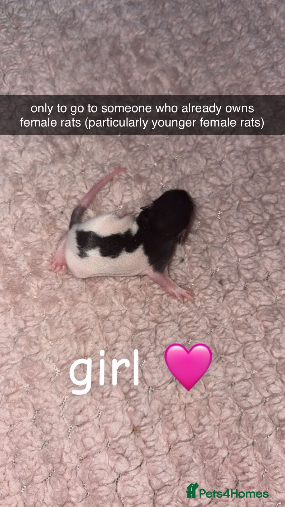 Rat rodents for sale: Baby rats for sale  - Advert 7