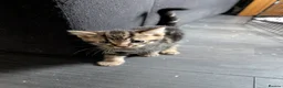 Mixed Breed cats for sale: 3 kittens for sale - Advert 3