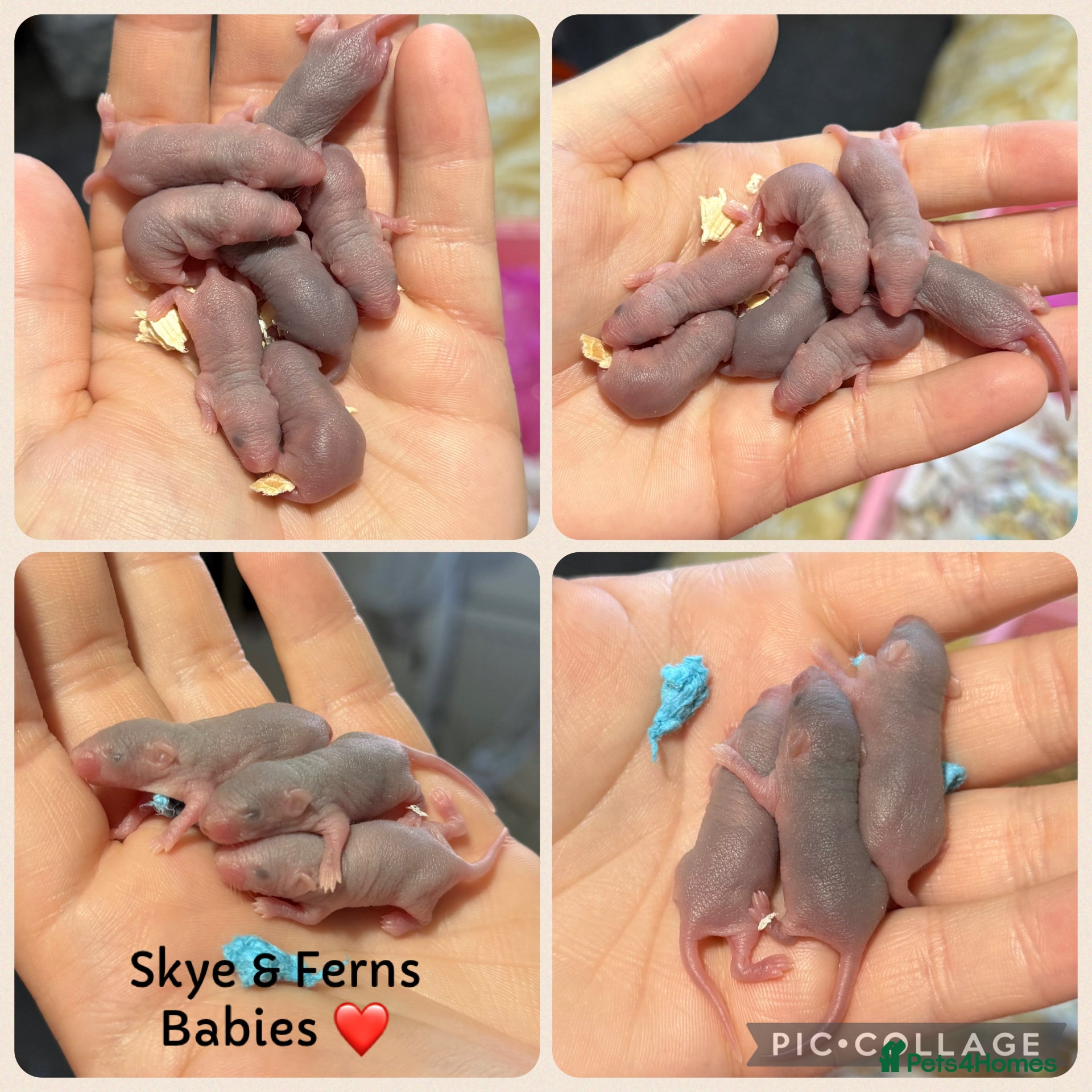 Mouse rodents Sweet Roan / Merle Male Baby Mice - Advert 4