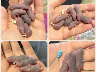 Mouse rodents Sweet Roan / Merle Male Baby Mice - Advert 4