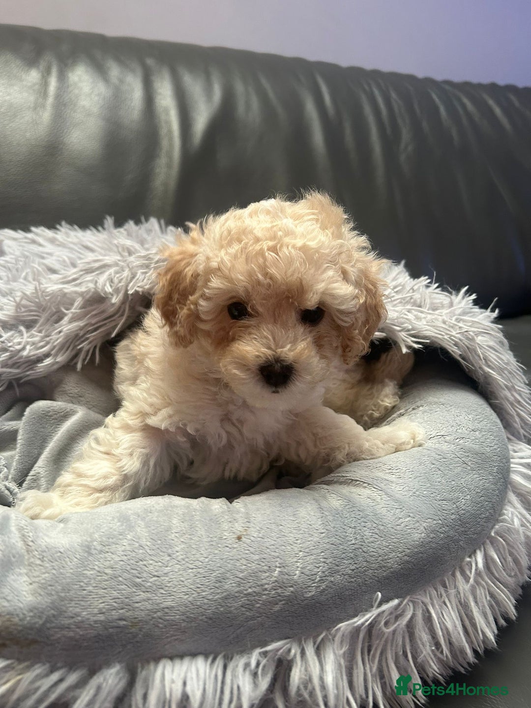 Cavapoochon dogs for sale: 🌟 Ready to leave 23rd Dec F1b cavapoochon puppies - Advert 5