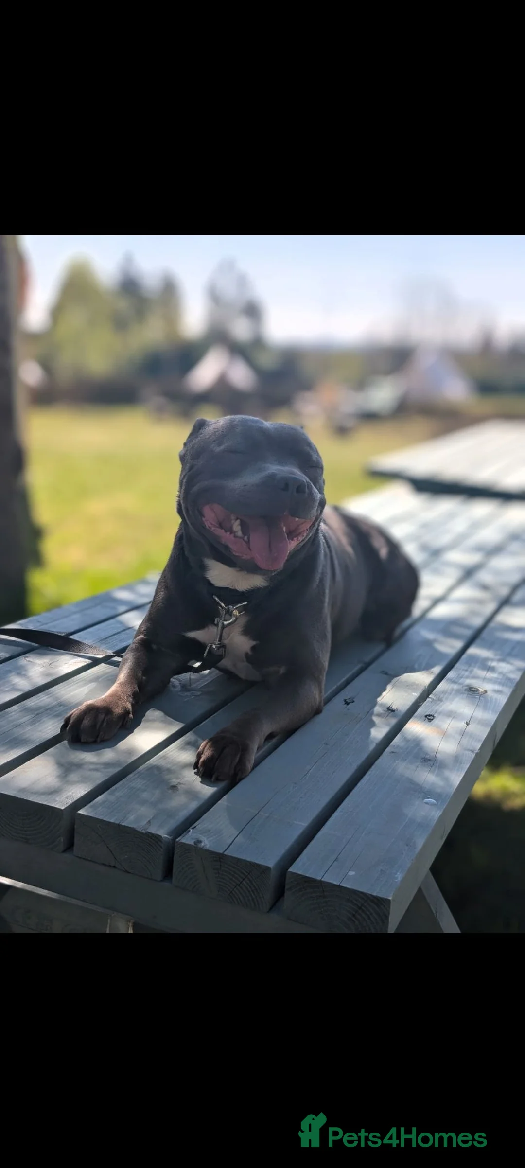 Staffordshire Bull Terrier dogs for sale: Dobby  - Advert 1