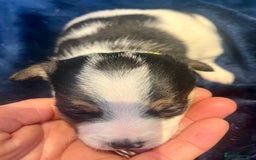 Mixed Breed dogs for sale: First litter of 7 Jack Russel puppies  - Image 17