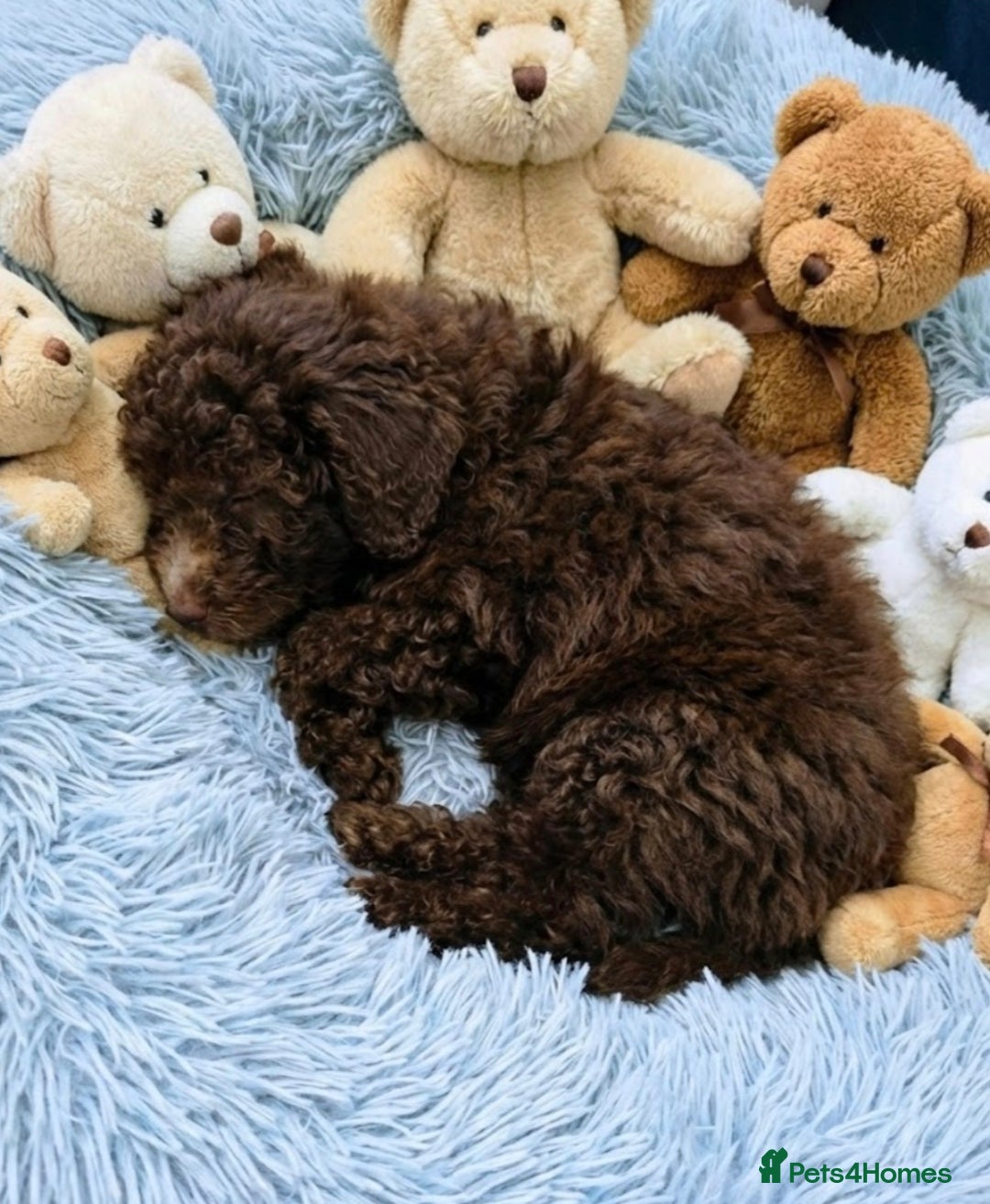 Cockapoo dogs for sale: Cockapoo puppies - Advert 9