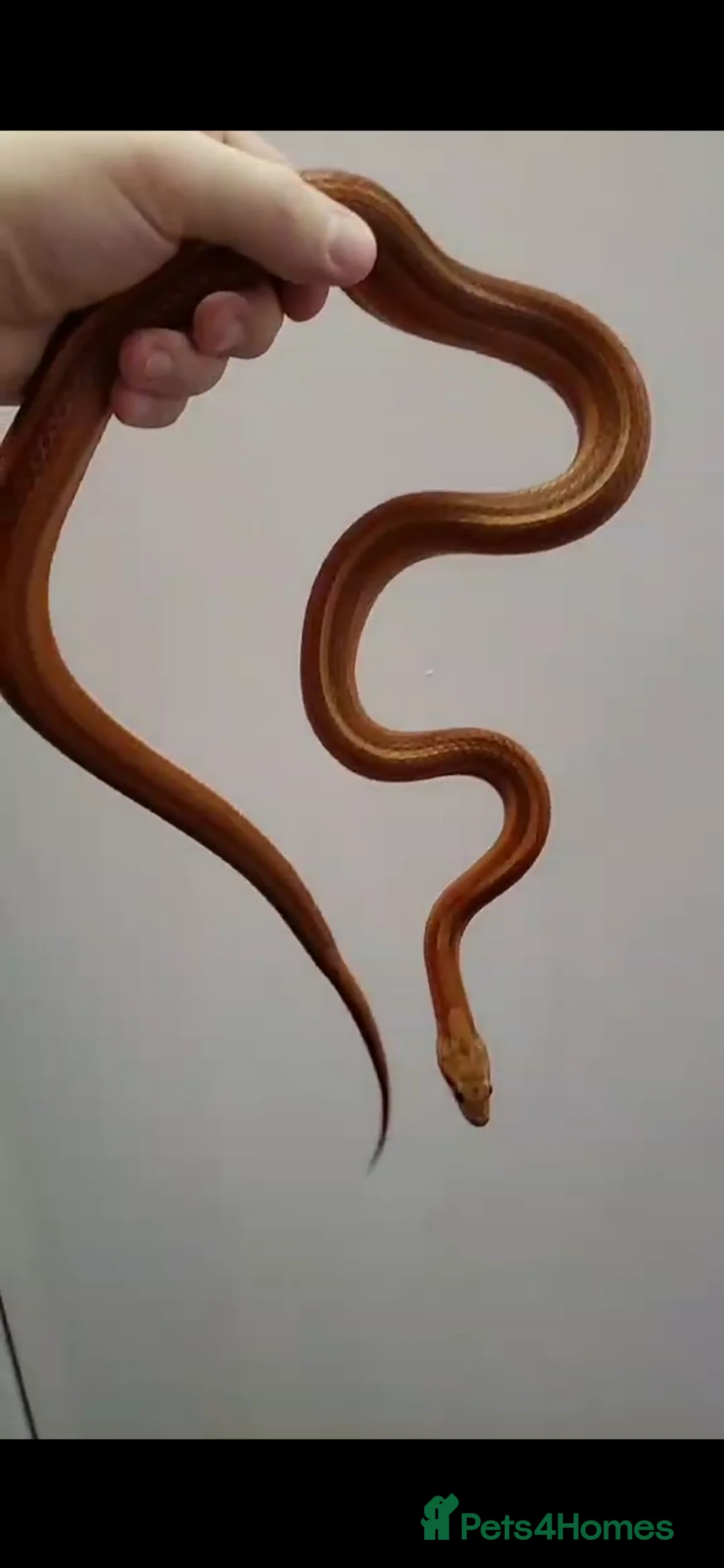 Mixed Breed reptiles for sale: Multiple snakes for rehome - Advert 2