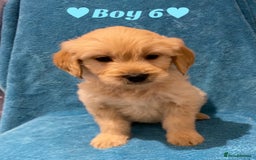 Goldendoodle dogs for sale: F1B Goldendoodles - Image 11