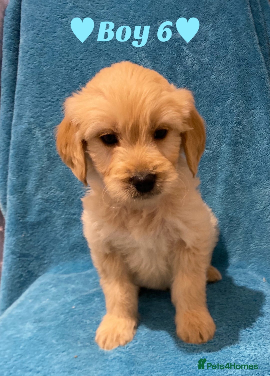 Goldendoodle dogs for sale: F1B Goldendoodles - Image 11